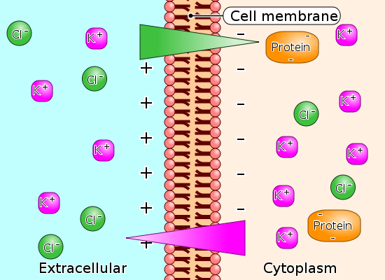 El equilibrio de Gibbs Donnan en las membranas celulares es una consecuencia de la presión osmótica. Fuente de la imagen: wikipedia.